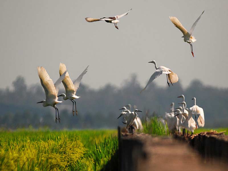 Bird Watching in Sekinchan