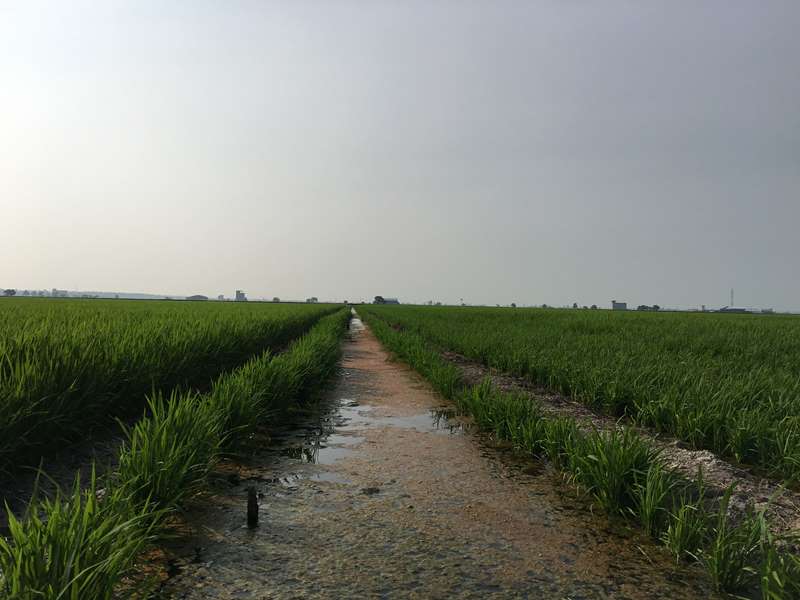 Paddy Field Sekinchan
