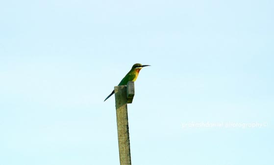 Migratory Birds in Sekinchan