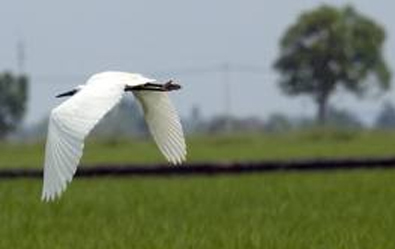 Migratory Birds in Sekinchan