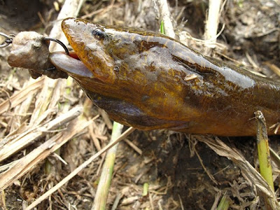 Eel FIhsing