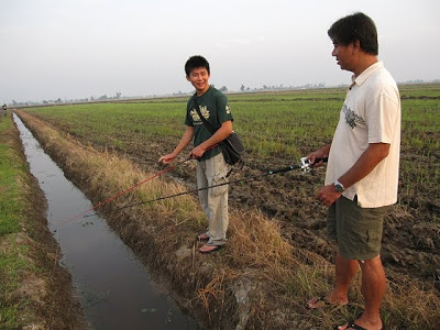 Eel Fishing in Sekinchan Paddy Field